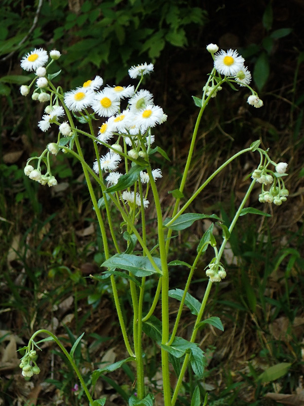 おうちでできる生き物クイズ 第９弾 春の草花編 トヨタの森 公式ブログ