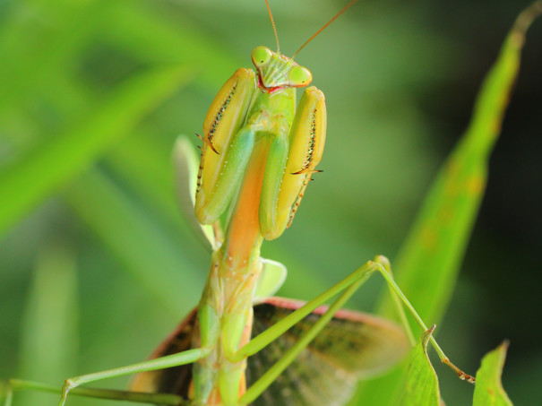 生き物解説 カマキリだよ 全員集合 外来種カマキリはなぜやってきた トヨタの森 公式ブログ
