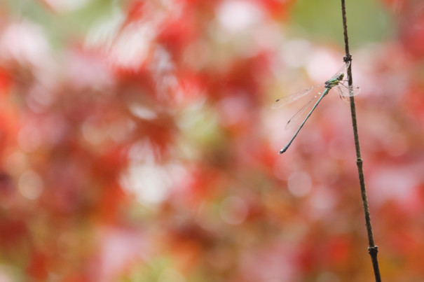 イベント報告 森歩きで二十四節気を楽しもう 霜降 秋の実りと虫の声 トヨタの森 公式ブログ