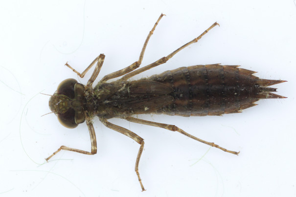 生き物解説 ヤゴのマスクは何のために付いているの トヨタの森 公式ブログ