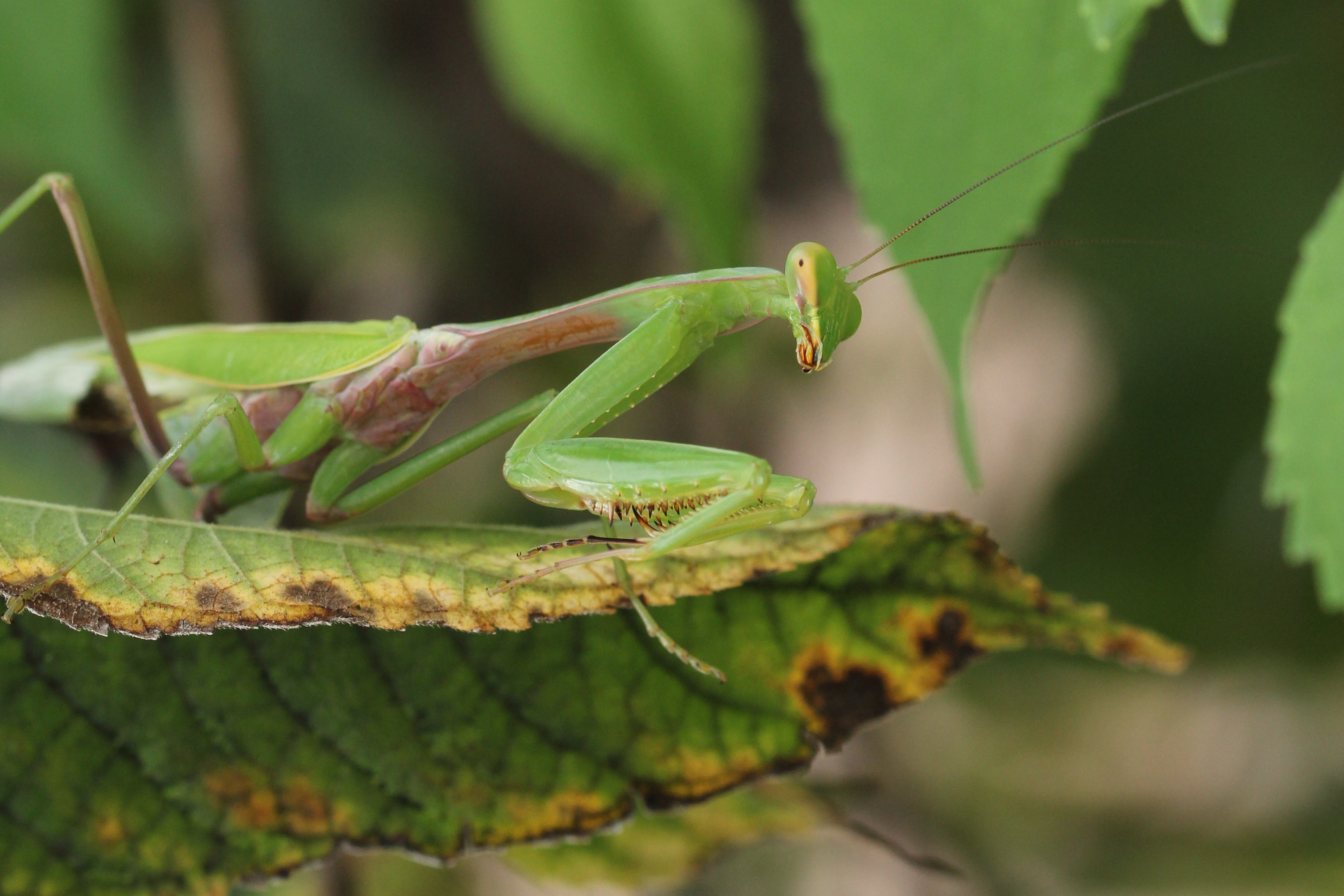 超レア 金色 黄色 突然変異 ハラビロカマキリ カマキリ かまきり