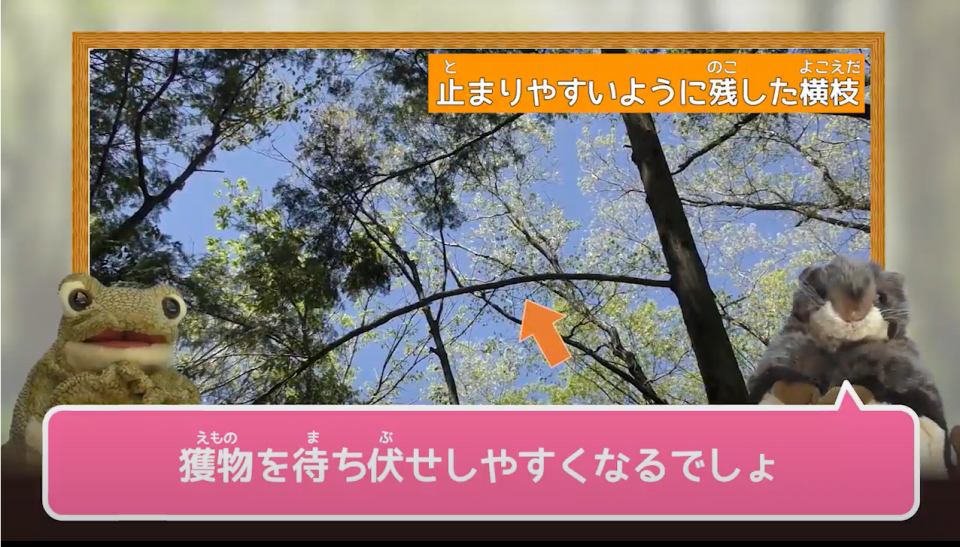 生き物解説】「フクロウの子育て拝見～卵からヒナの巣立ちまで