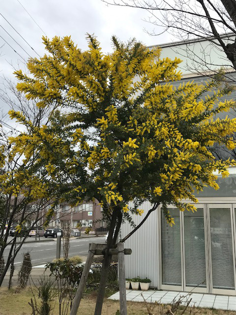 ミモザの日 Florist Sakura ミモザの日 Florist Sakura
