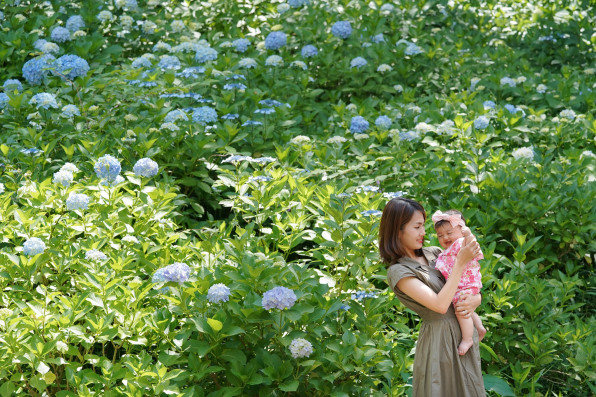 紫陽花撮影会in生田緑地 延期のお知らせ Family Photo Living