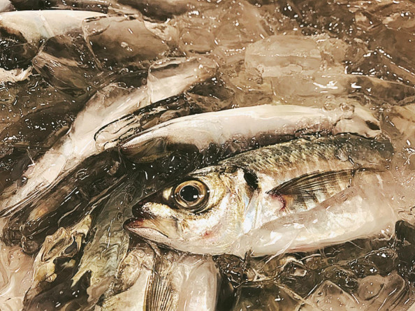 魚卓教室 茅ヶ崎の魚屋さんが教える魚貝のさばき方 料理教室