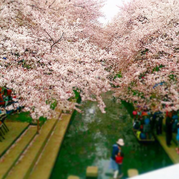 吹上元荒川の桜並木 埼玉県鴻巣市 マチタビスト