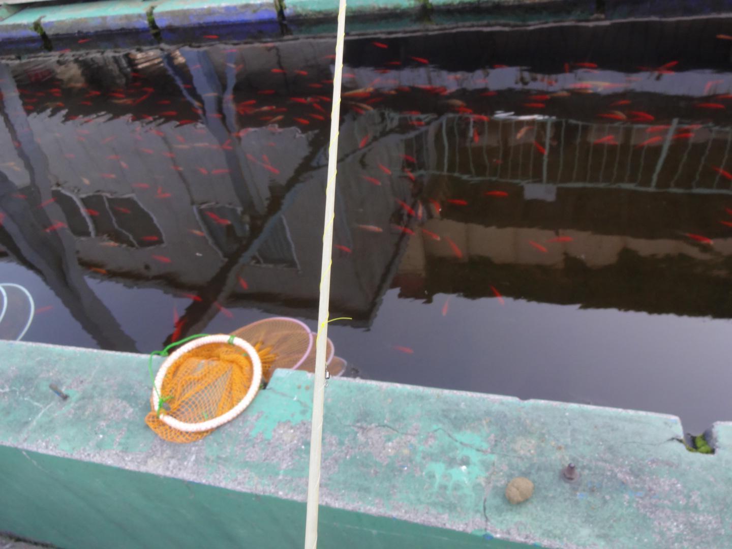 第19話 市ヶ谷の釣り堀 都会の中心で金魚を釣る マチタビスト 第19話 市ヶ谷の釣り堀 都会の中心で金魚を釣る マチタビスト