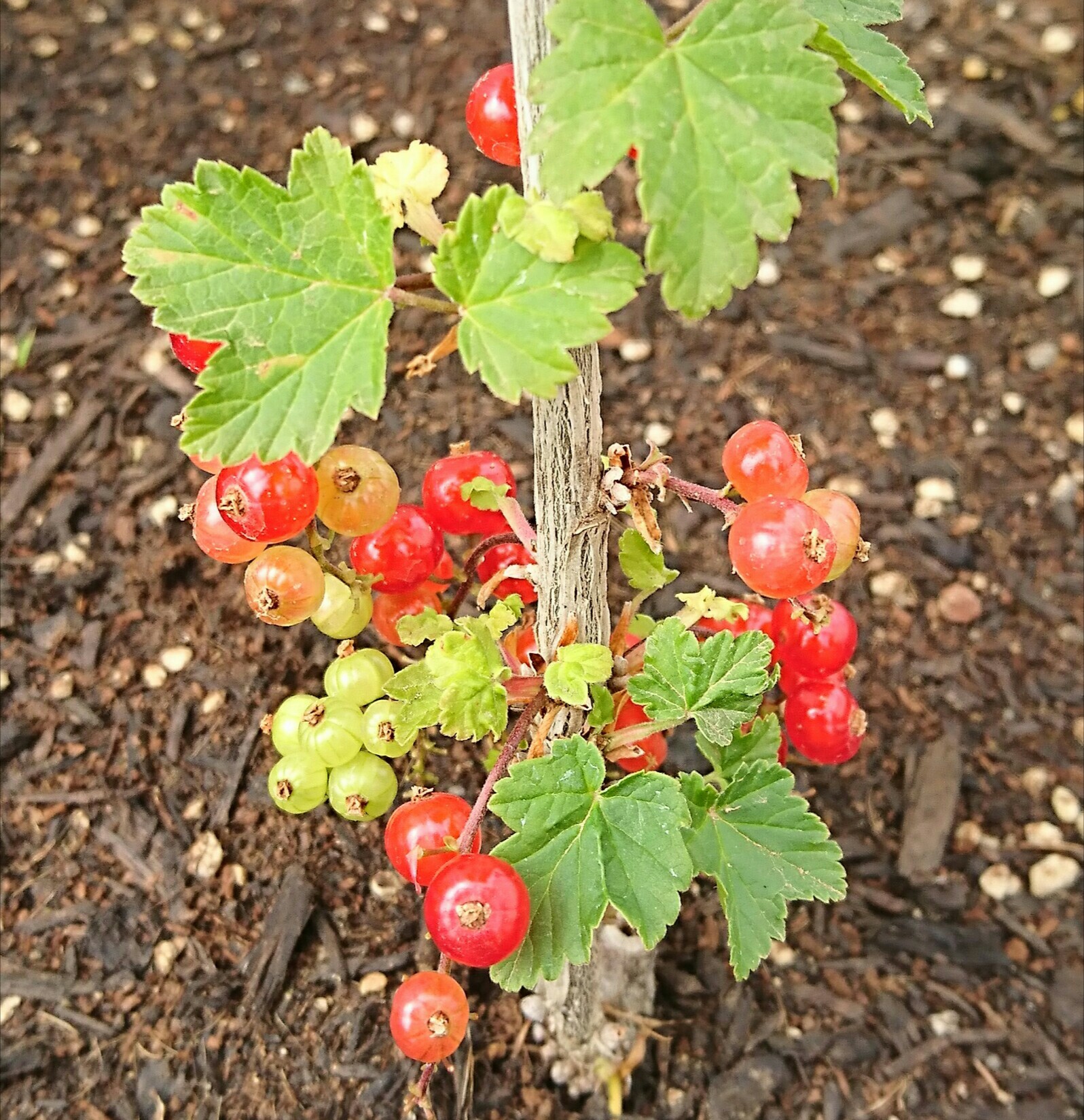 レッドカラント カメ公の家
