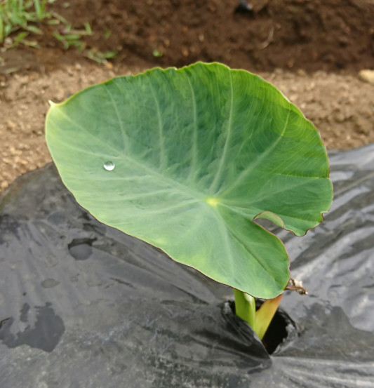 里芋 カメ公の家