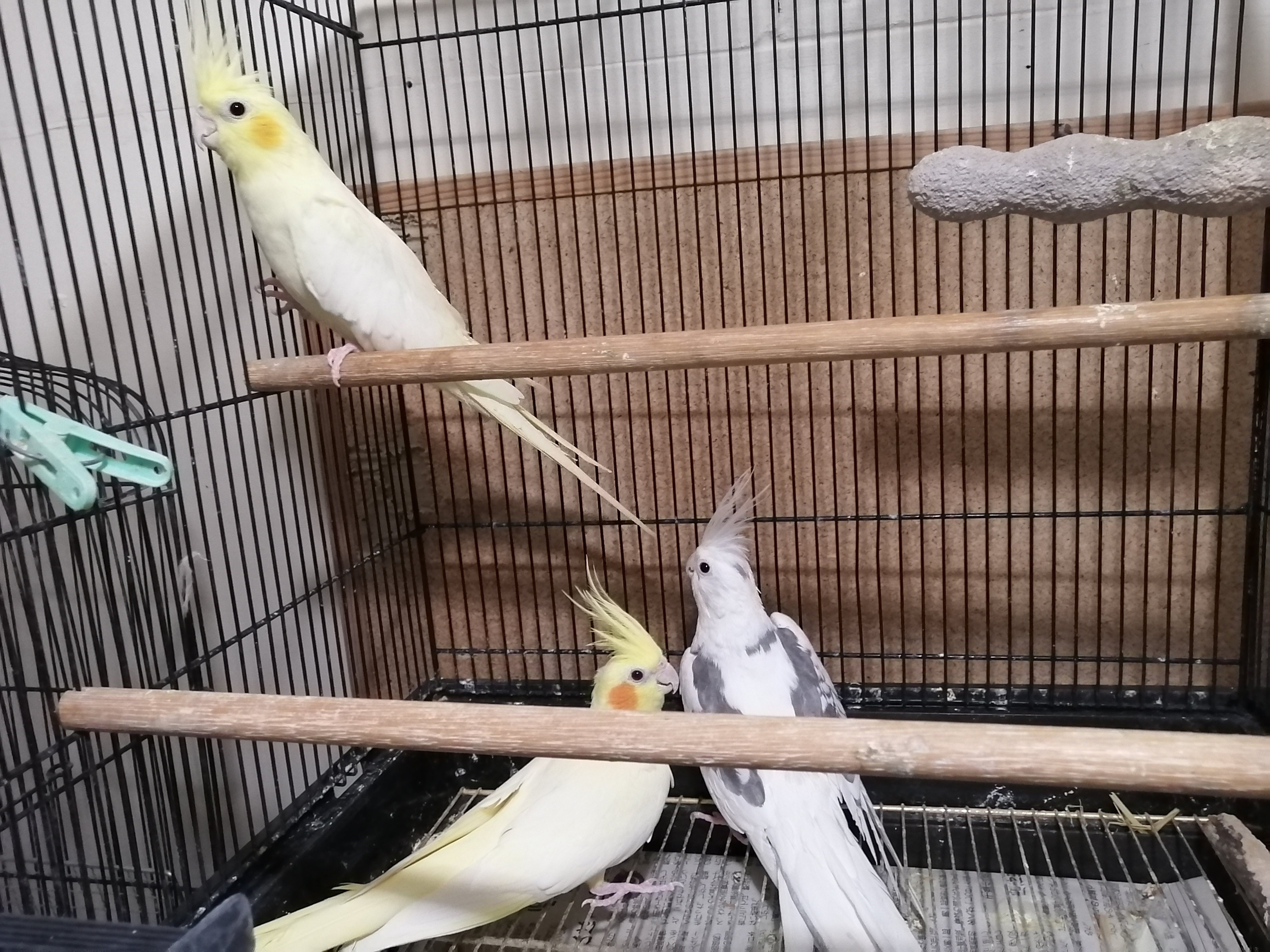 オカメちゃん増えました Bird Wing
