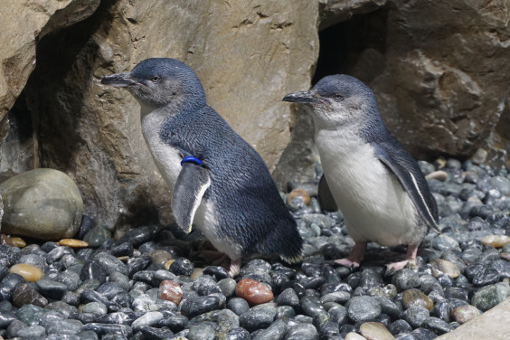 コガタペンギン Little Penguin Penguin Freaks