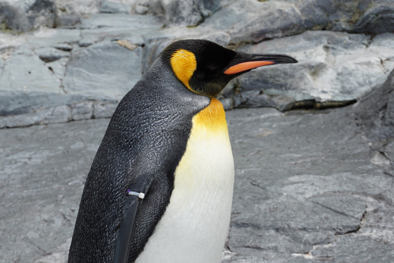 オウサマペンギン King Penguin Penguin Freaks