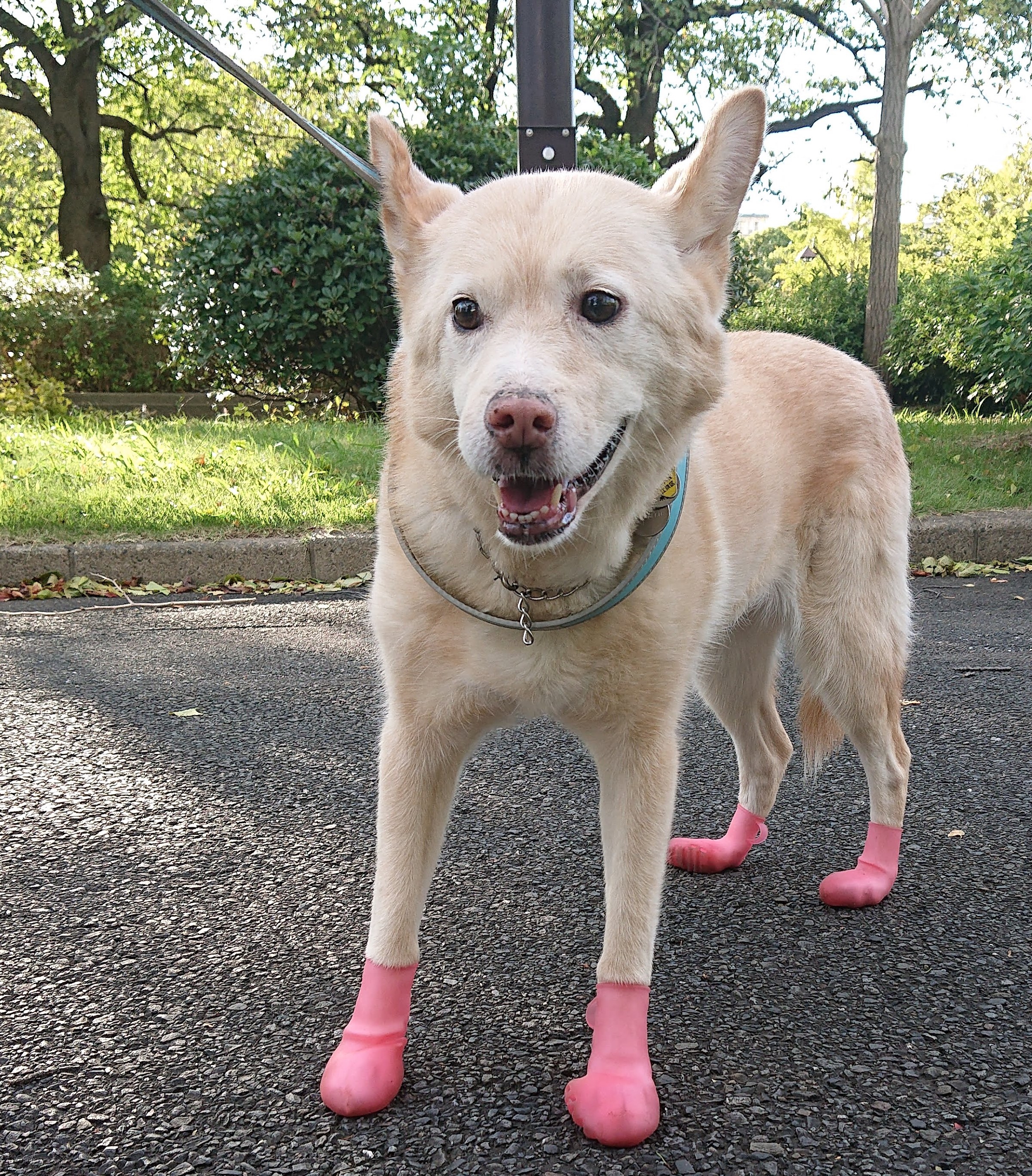 犬と防災 台風後の靴 スウェーデン式わんこのまっさーじ Amber5