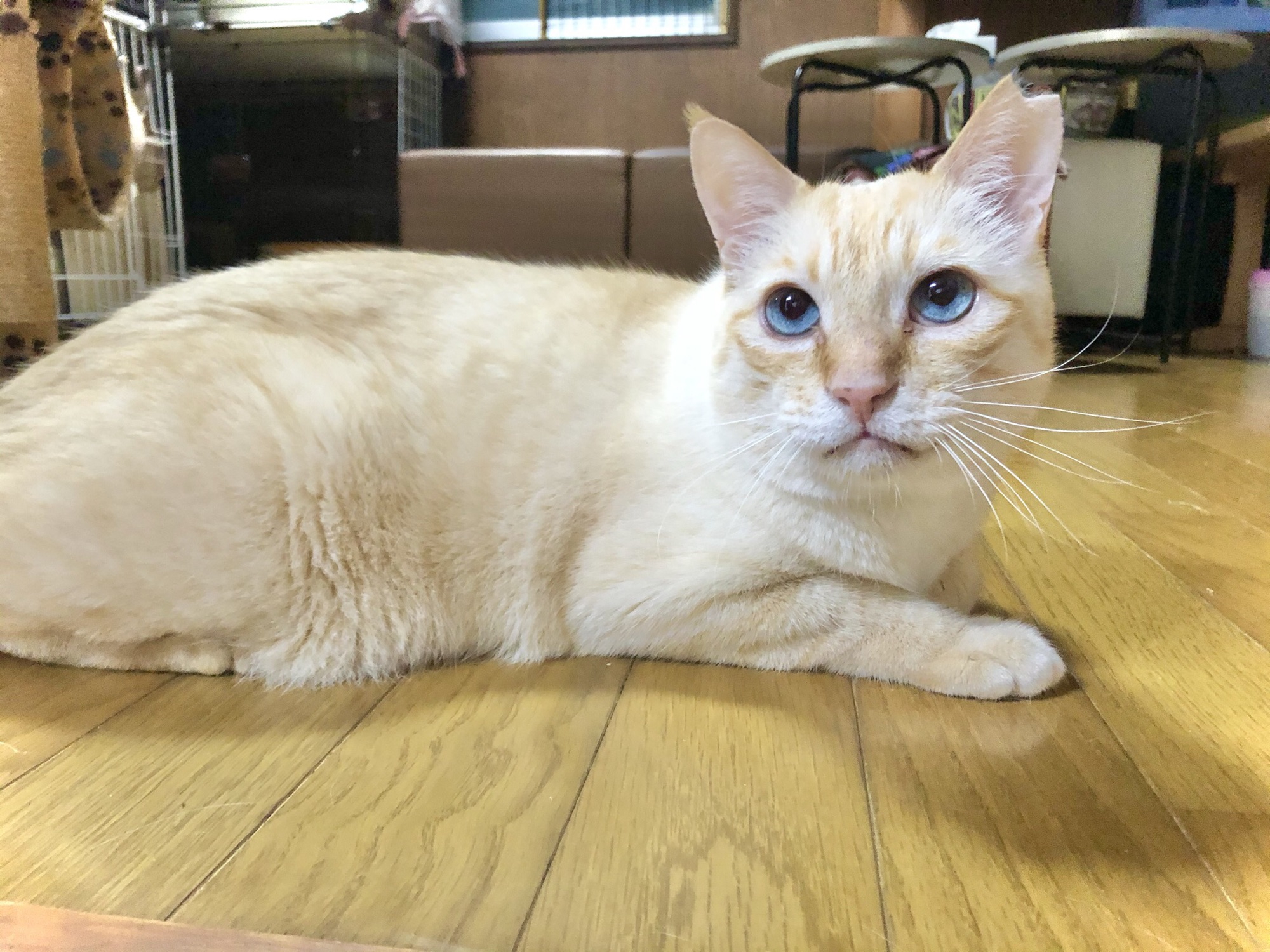 猫スタッフ・里親希望の方へ | moff moff(岐阜県可児市の保護猫カフェ)