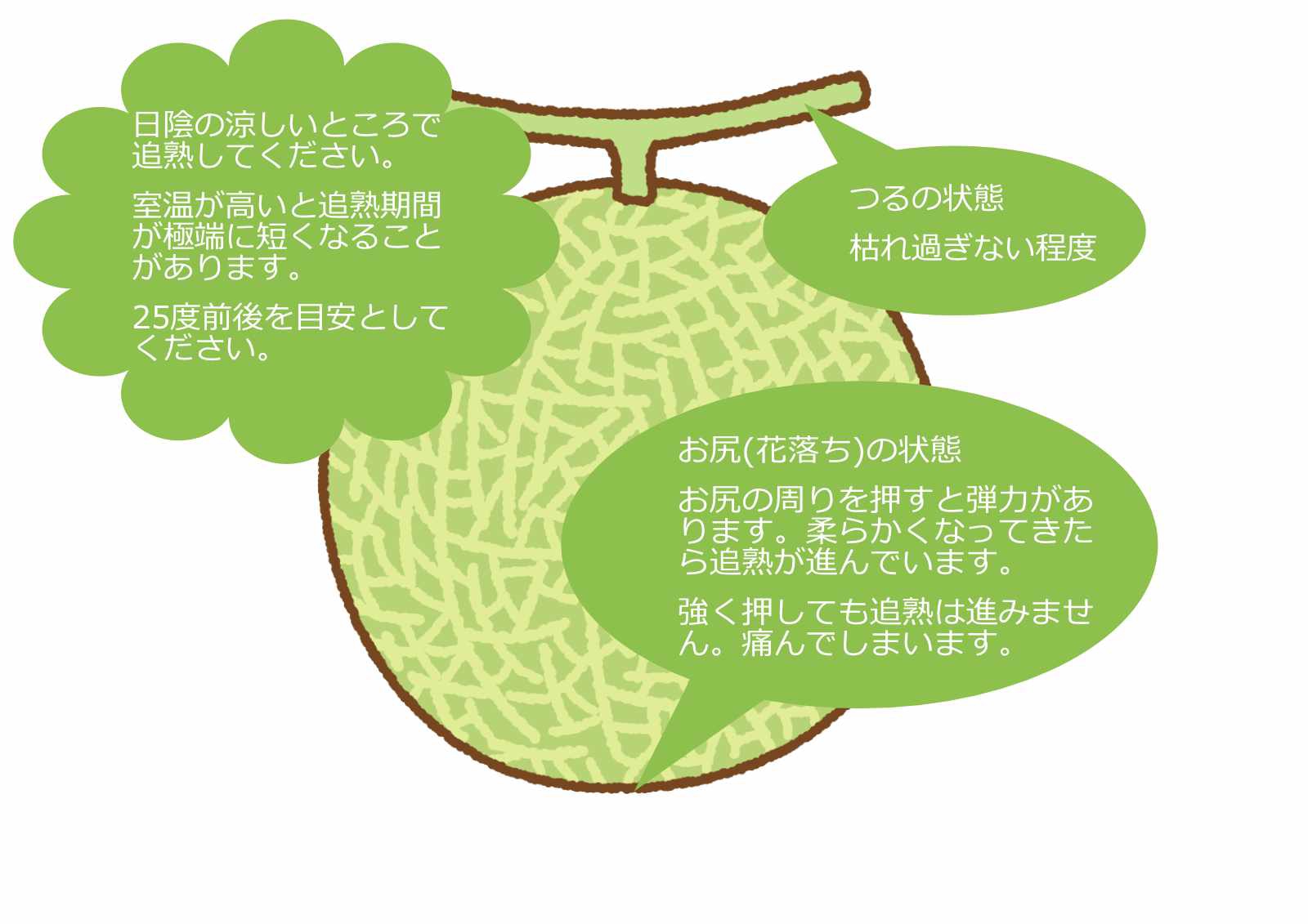 アールスメロンの食べ頃について Berkana Farm ベルカナファーム アールスメロンの食べ頃について Berkana Farm ベルカナファーム