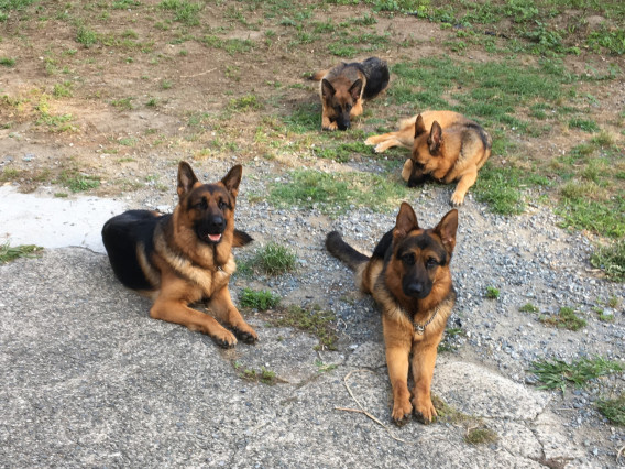 Pride Land 犬舎 Pride Land 犬舎