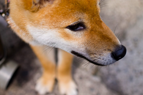 犬の口って ポメラニアンword