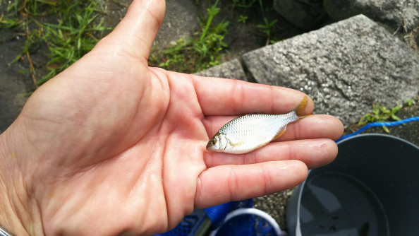 カネヒラタナゴ Kazu Rin Rin S 明日 眼が覚めたら