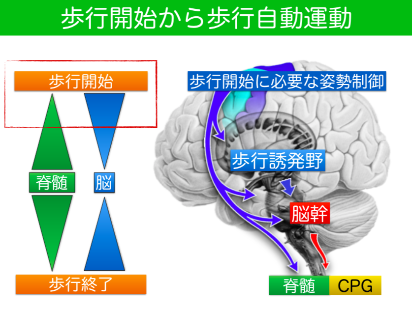 構造医学の原理ー人の直立と歩行から 構造医学の原理(基礎編)ヒトの直立と歩行から | 吉田 勧持 |本