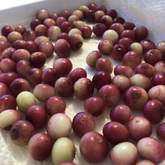 赤い実のソーダ 東ノハテノ国 ひがしのはてのくに