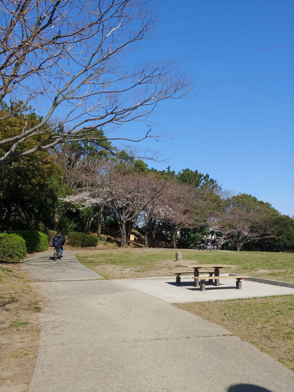 洋光台駅前公園の桜情報 まちまど