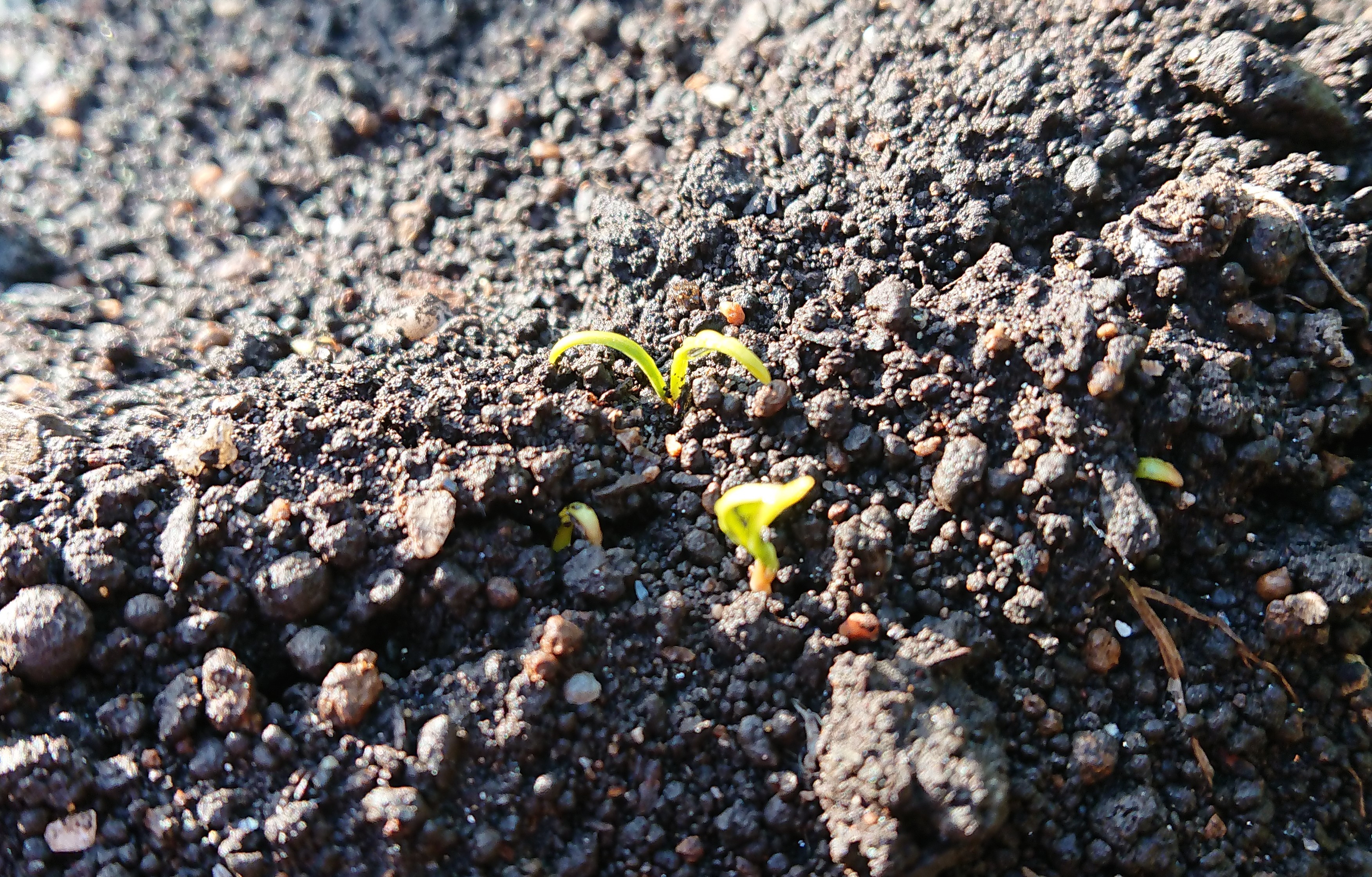 花言葉は 健康 佐々木食堂