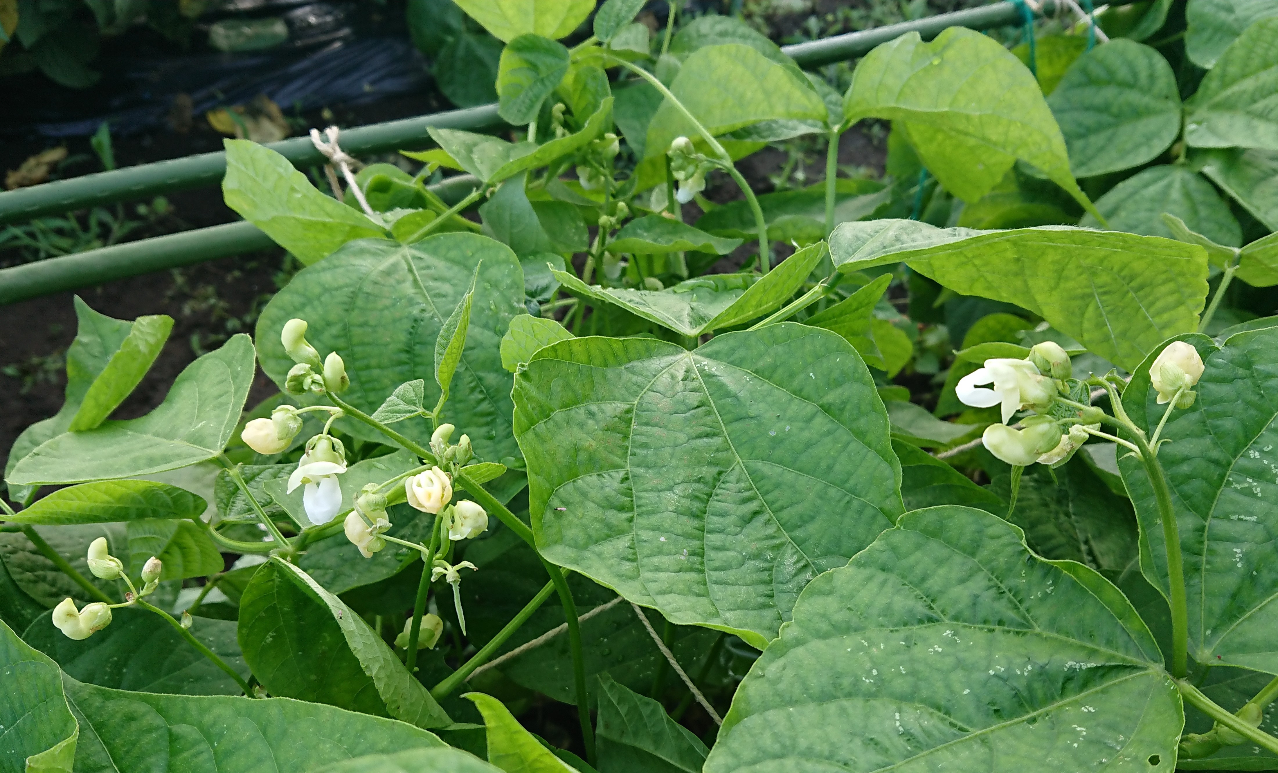 半夏生30/72 | 佐々木食堂