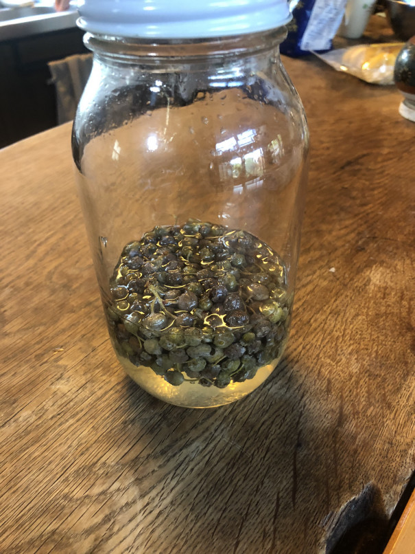 青ブルーベリーつかりました ひだまり農園 ブルーベリーの丘 青ブルーベリーつかりました ひだまり農園 ブルーベリーの丘