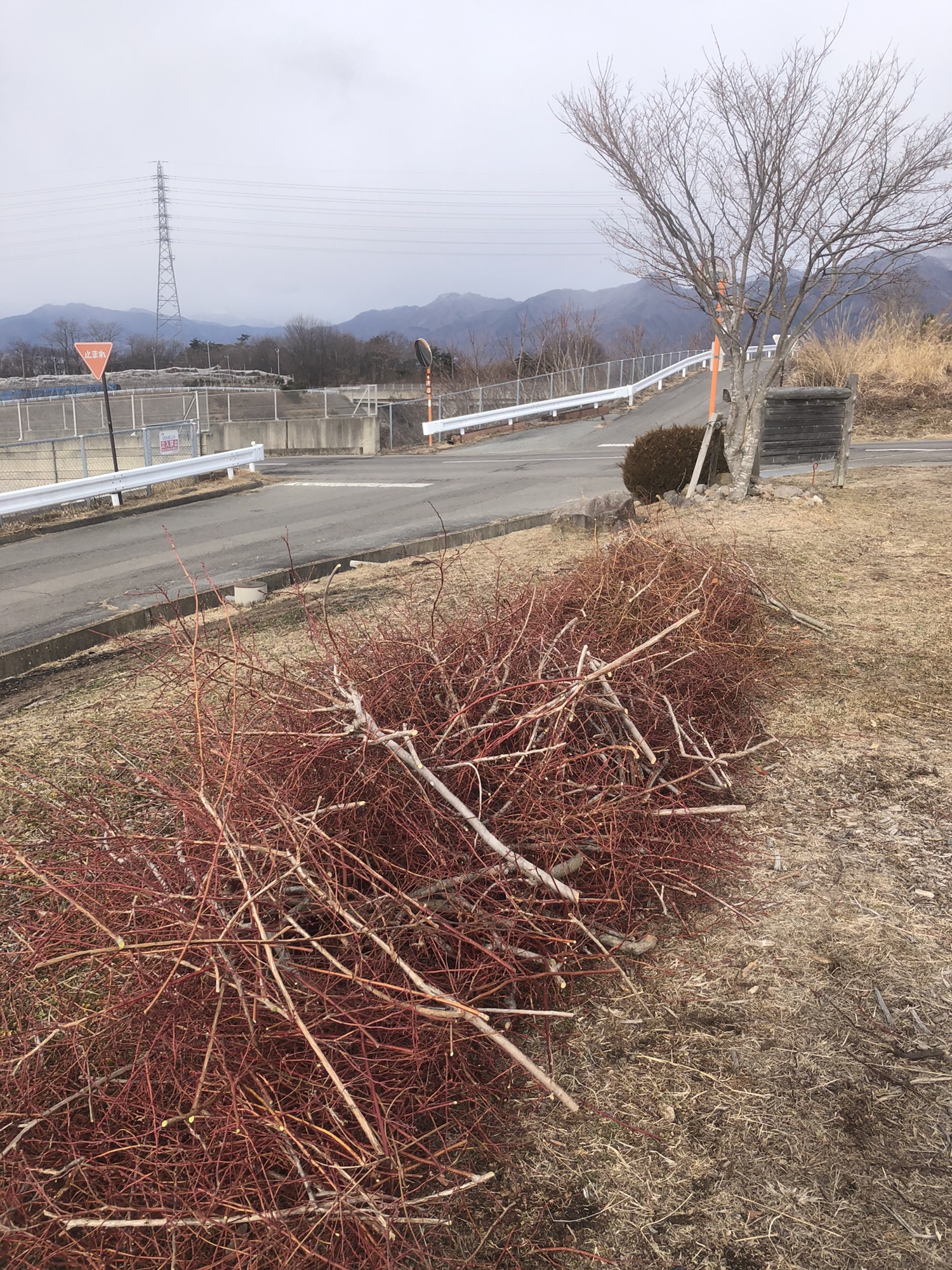 剪定枝を焚き付け薪にしました | ひだまり農園ブルーベリーの丘