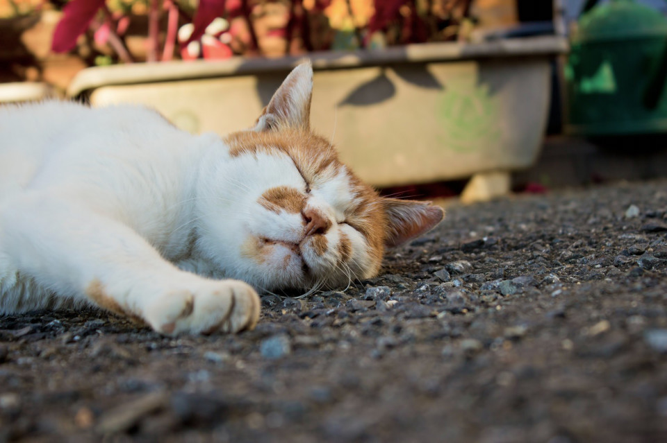 Ol必見 元看護師が語る 仕事中に集中するための睡眠術 篠原牧恵のhappy Life