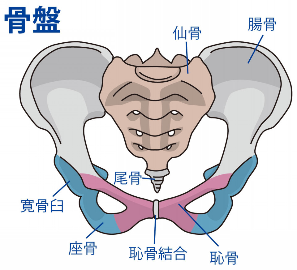 姿勢を良くするポイントは 仙骨 秋田 仙台 Sayakaウォーキングレッスン 姿勢を良くするポイントは 仙骨 秋田 仙台 Sayakaウォーキングレッスン