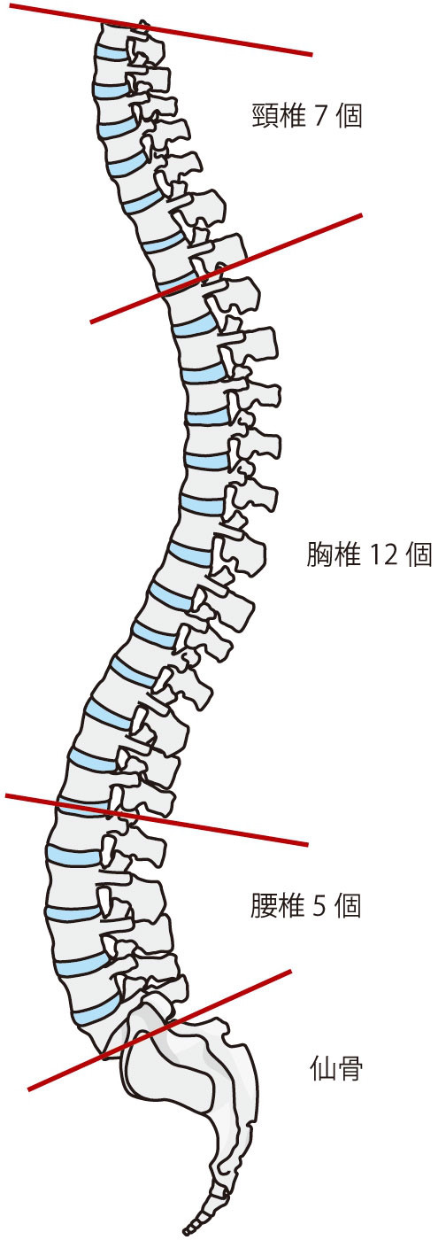 姿勢を良くするポイントは 仙骨 秋田 仙台 Sayakaウォーキングレッスン