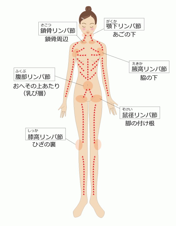 リンパについて リンパマッサージクローバー