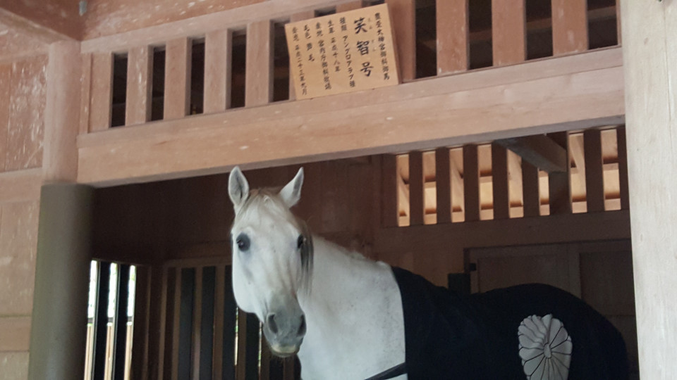 吉兆の証 伊勢神宮神馬 笑智号 なみおか恵美 東京 沖縄の筆文字講師 筆ペンで愛のムチ