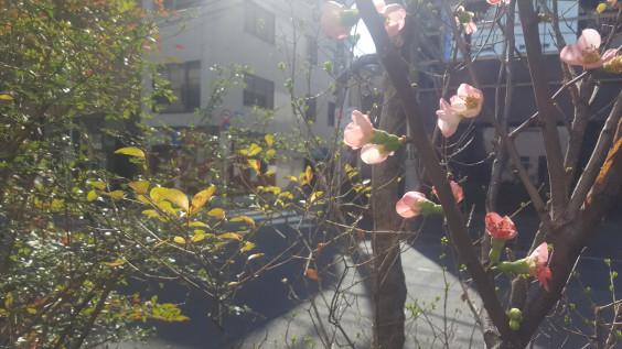 筆文字で春を待つ 春遠からじ なみおか恵美 東京 沖縄の筆文字講師 筆ペンで愛のムチ