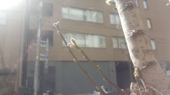 筆文字で春を待つ 春遠からじ なみおか恵美 東京 沖縄の筆文字講師 筆ペンで愛のムチ