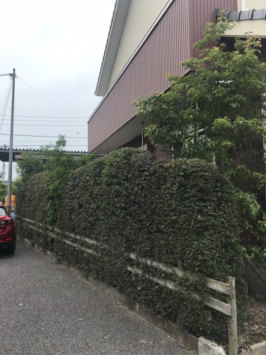 トキワマンサク剪定 Garden Exterior 庭誠