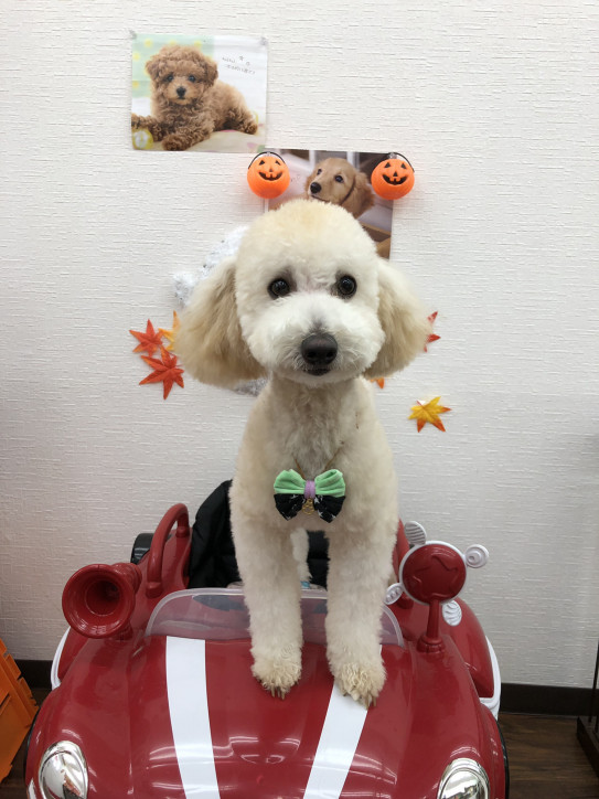 スタイリッシュに決まってドヤ顔の あさひくん トリミングサロン ココ ソラ スタイリッシュに決まってドヤ顔の あさひくん トリミングサロン ココ ソラ