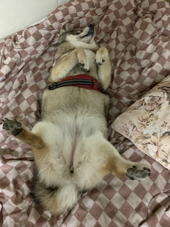 引っ越ししてきて疲れたのか大股広げで寝てました おこしたら顔が怖いです 阿賀町日出谷においでよ 引っ越ししてきて疲れたのか大股広げで寝てました おこしたら顔が怖いです 阿賀町日出谷においでよ