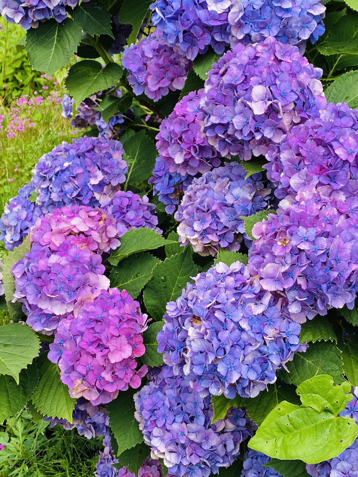中央部分が咲かない紫陽花〜今週もお疲れ様でした。 | Shunka.T