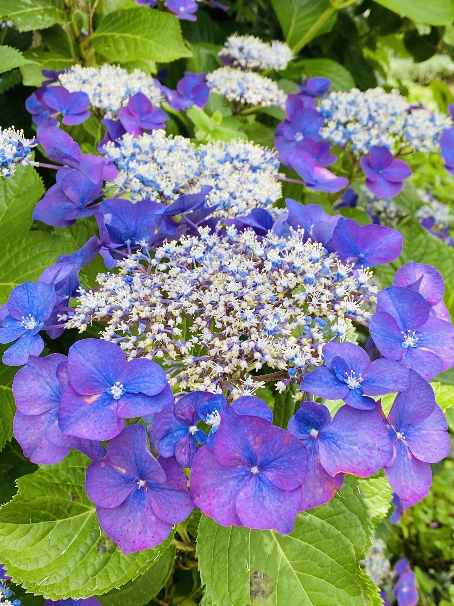 💐‪‪🐌 満開の紫陽花🥹 . #道端の花#紫陽花#あじさい#紫陽花の‬‬