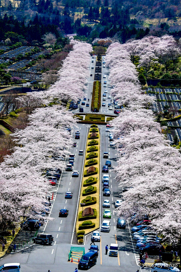 19 4 13 桜 富士霊園 Golf Photograph