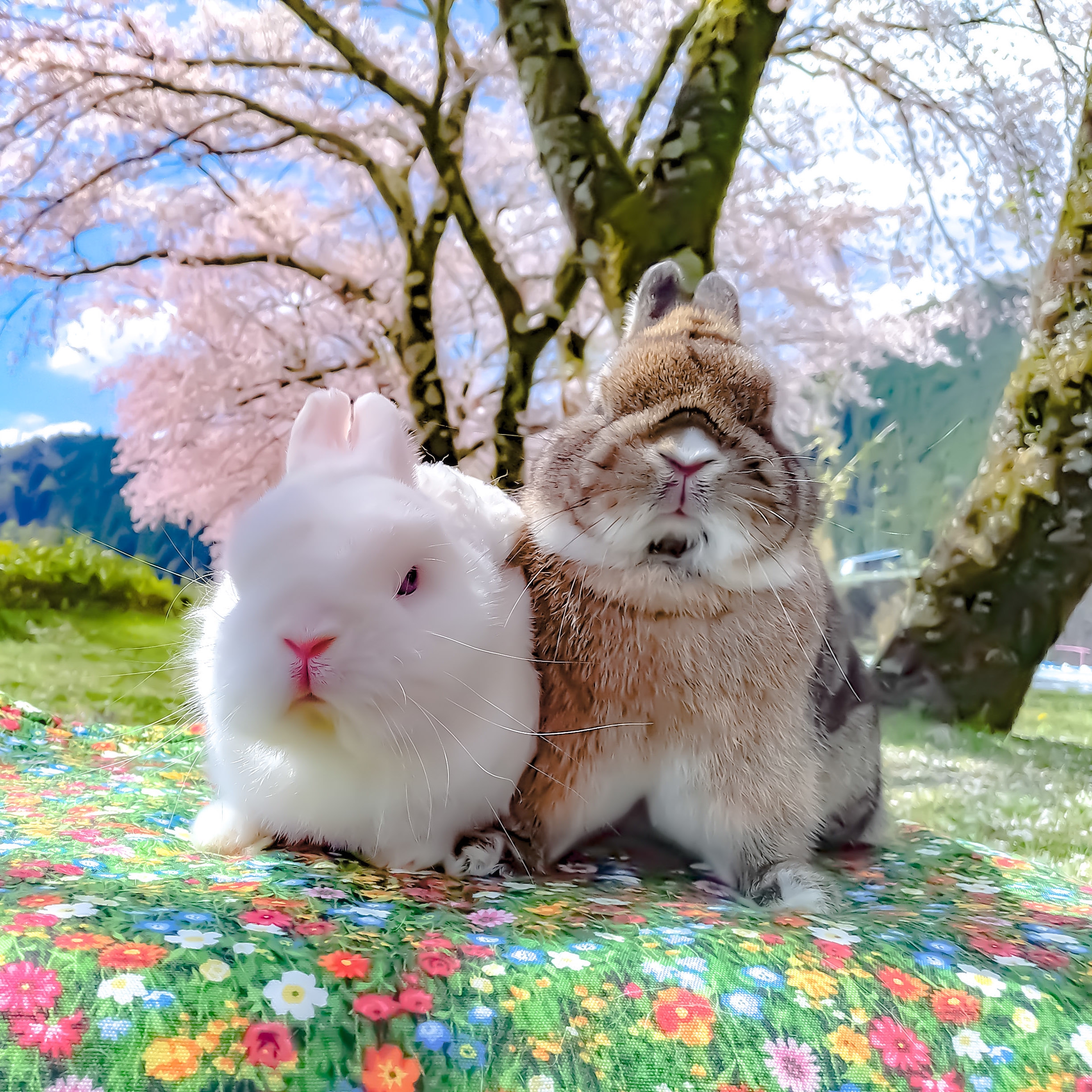 お譲りに関するお願い Cherry Blossom Rabbitry