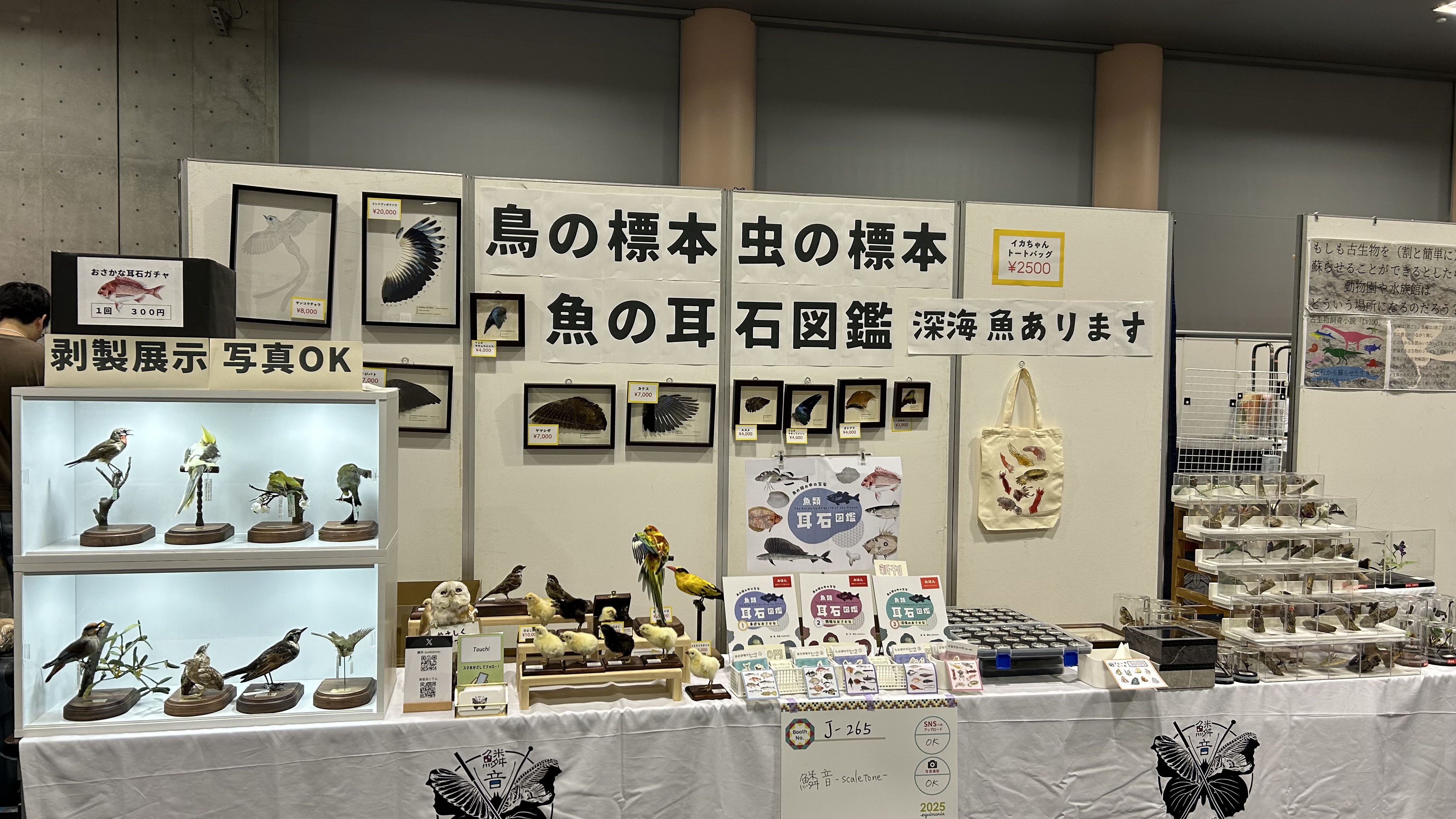本剥製の作り方】鱗音からお知らせ【坂本式動物剥製及標本製作法