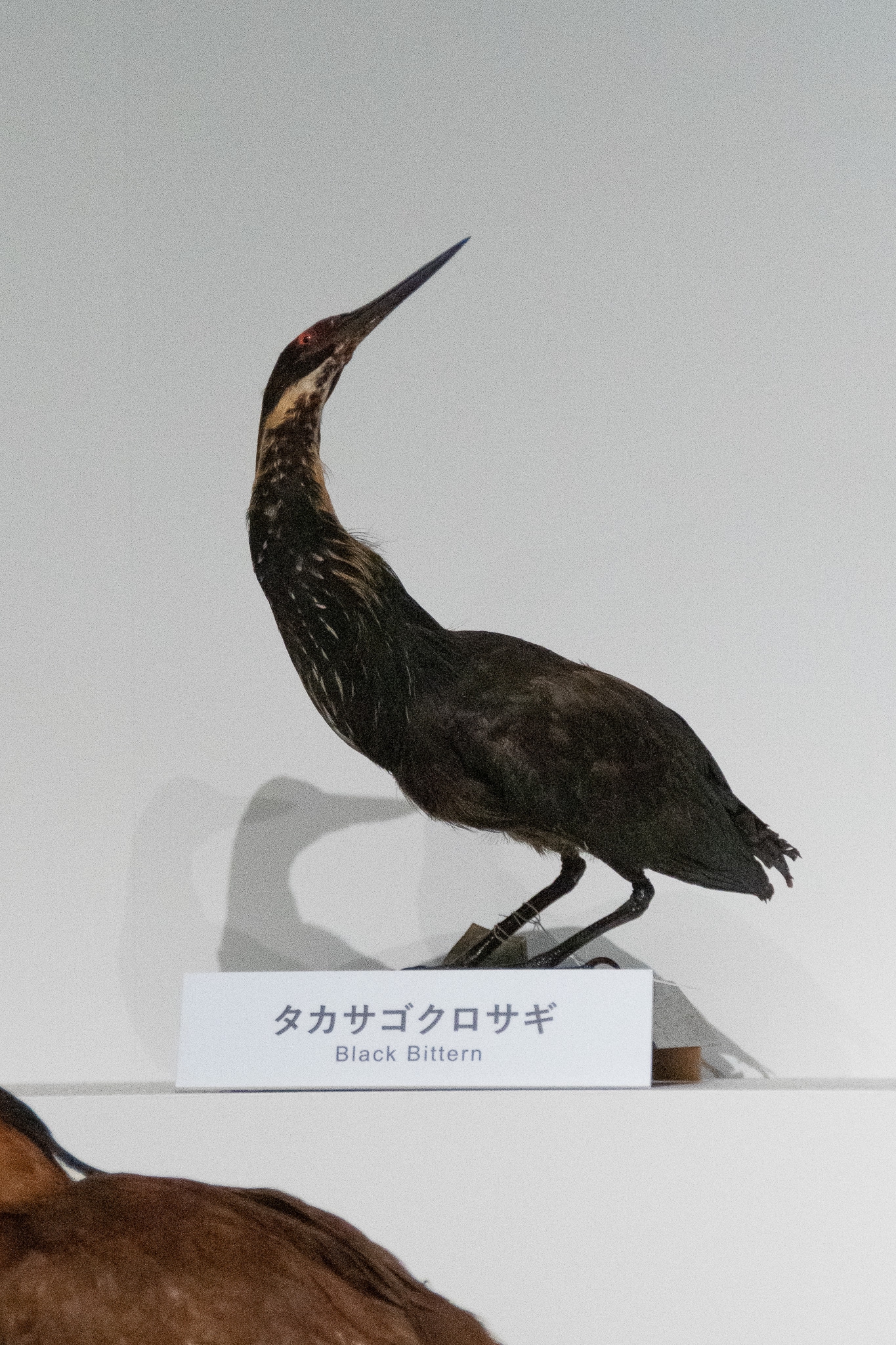 白冠鳥 剥製 中国産 ◇【剥製】 はく製 ハクセイ 中国製 錦鶏鳥 アンティーク - メルカリ