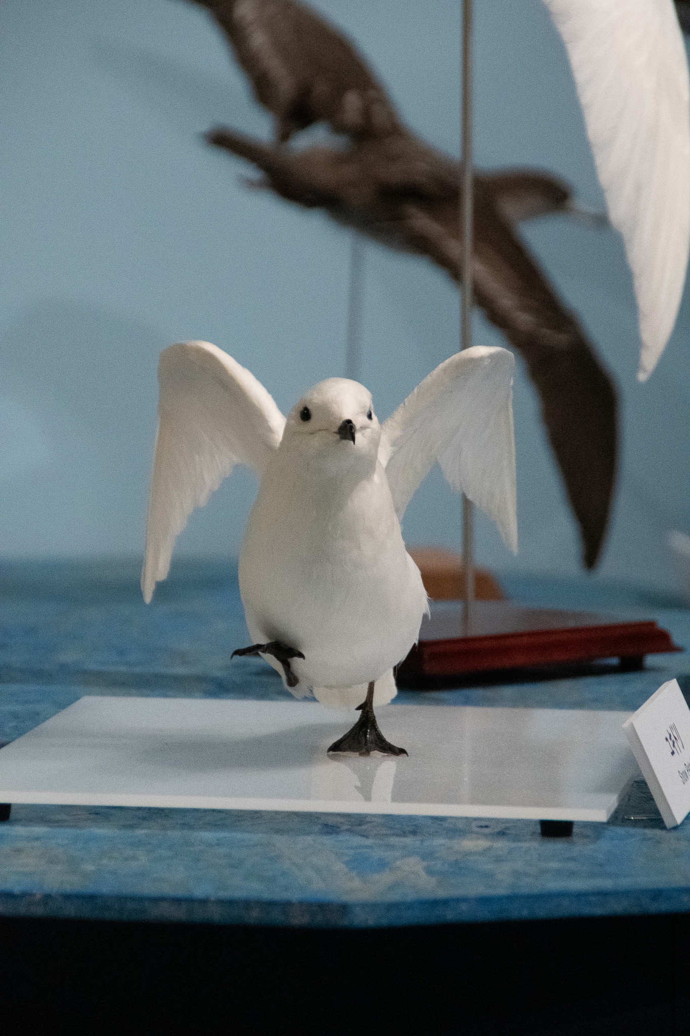 国立科学博物館 特別展『鳥』で剥製をいっぱい見てきたよ！ | 鱗音
