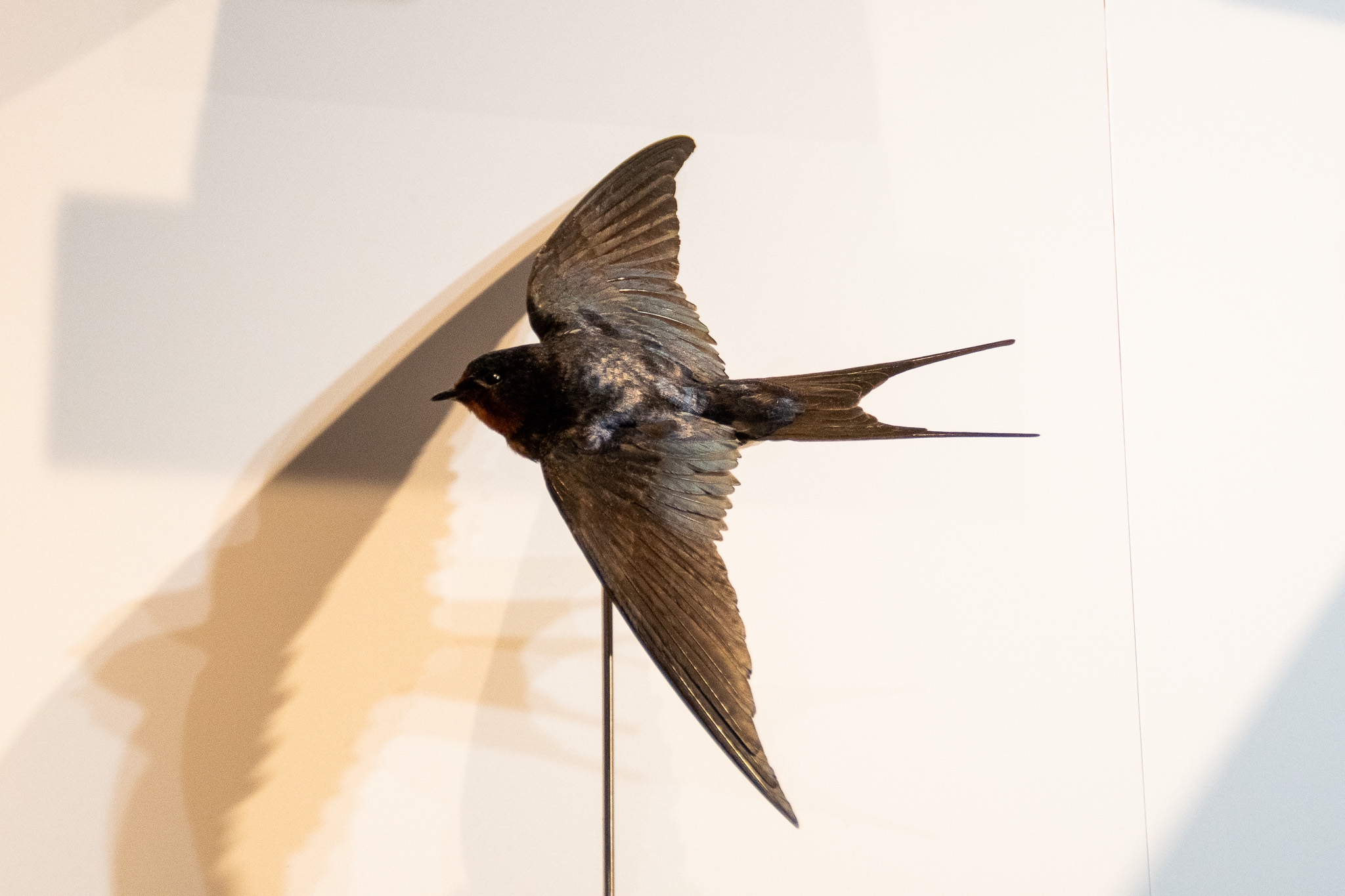 41e0cb9f44265ddb00cff9361c7e4d