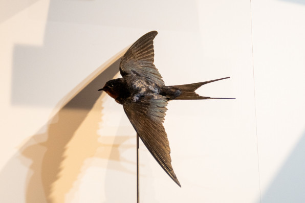 国立科学博物館 特別展『鳥』で剥製をいっぱい見てきたよ！ | 鱗音 