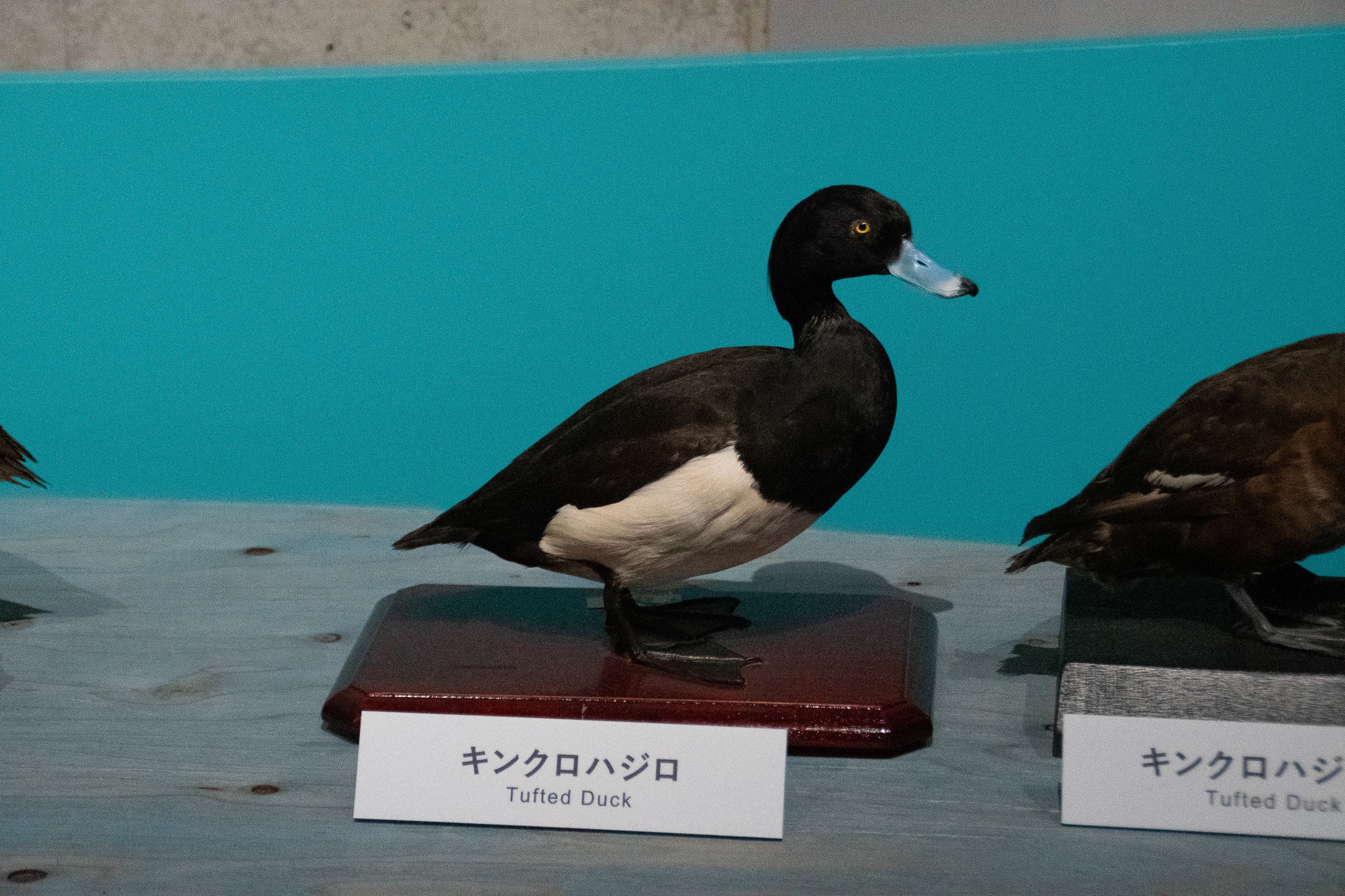 50cd62b7e03b48effec647d353aad7