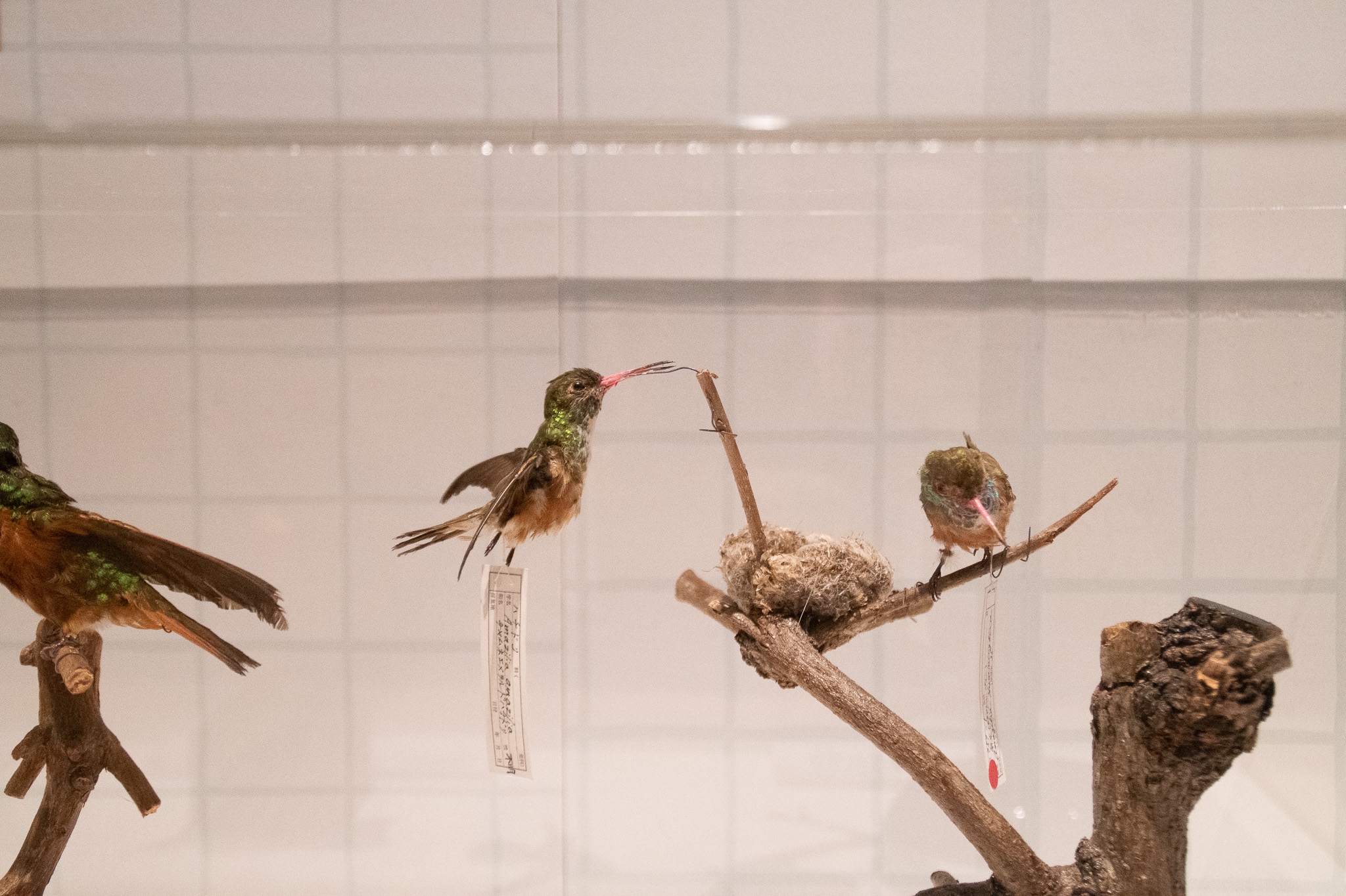 国立科学博物館 特別展『鳥』で剥製をいっぱい見てきたよ！ | 鱗音